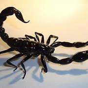 Скульптура «Скорпионы» из стекла — красивый подарок — фотография 3
