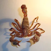 Скульптура «Скорпионы» из стекла — красивый подарок — фотография 2
